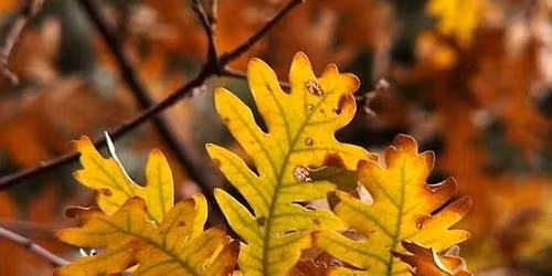 \ud83c\udf42 Oto\u00f1o entre robles: pedaleando por el Cerro del Hierro \ud83d\udeb4\u200d\u2640\ufe0f