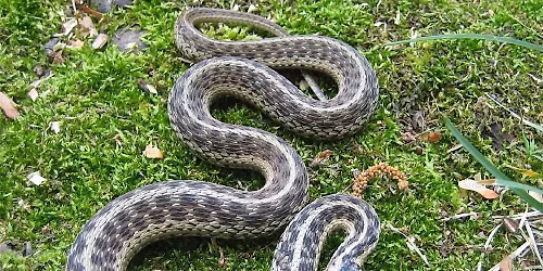 Mysterious Native Snakes of Florida