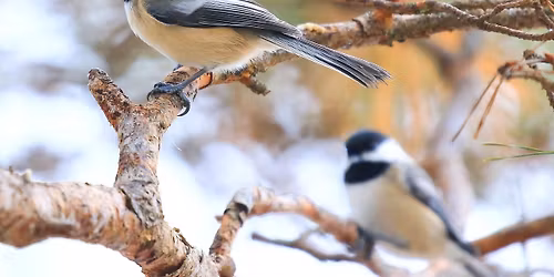 Birding in Winneshiek County