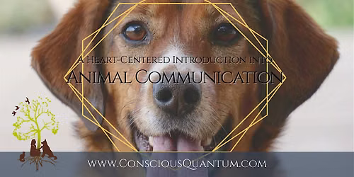 The Art of Animal Communication & Energy Healing | Connect With Your Dog