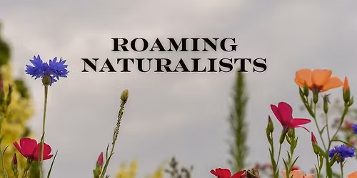 Roaming Naturalists: Early Prairie Blooms