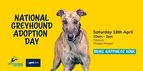 National Greyhound Adoption Day | Wagga Wagga