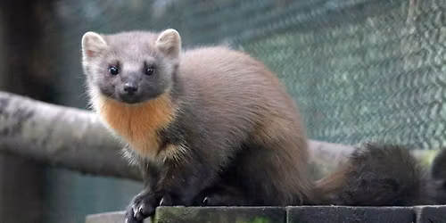 Pine Marten Ecology and Conservation