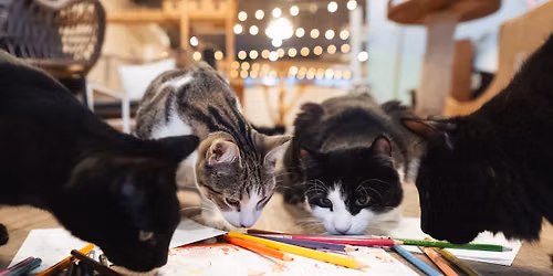 Adult Colouring Night