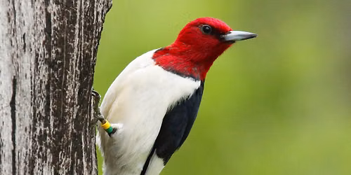 Friends of Roberts 2026 Annual Meeting: New Information About Red-headed Woodpeckers