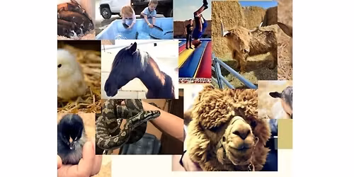 Animal Days at Shindig Farms