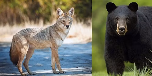 Coyotes & Bears, Oh My!: Leave No Trace for Wildlife Conflict Mitigation \u267f