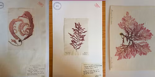 Treasures of the Deep Book Club - The Media of Seaweeds