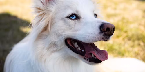 Skyhoundz DiscDogathon World Qualifier Event 2026