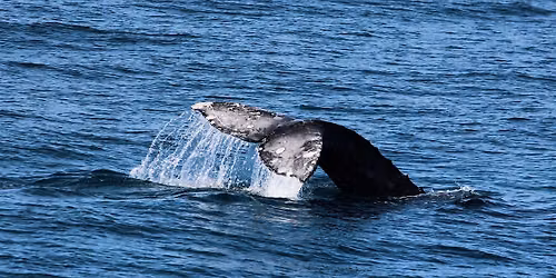 San Diego Whale & Dolphin Watching Adventure