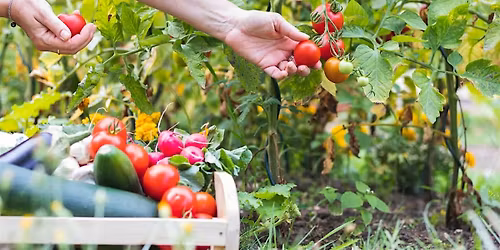 Community gardening sessions!