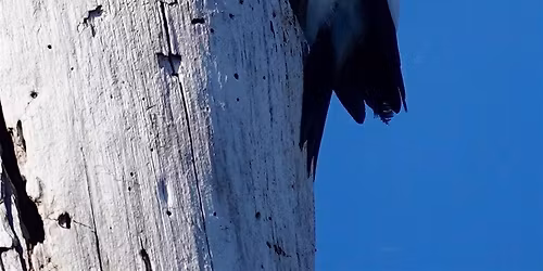 Guided Birding Walk: Spring Migration