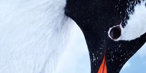 Exklusiv filmvisning p\u00e5 Cosmonova - Antarctica