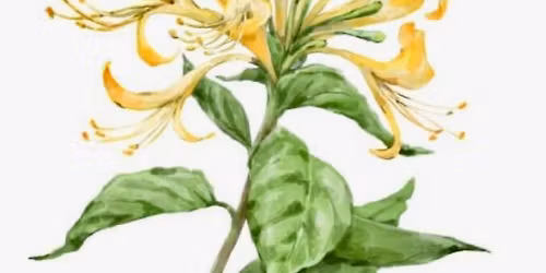 Miss Georgia Honeysuckle