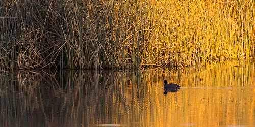 Bird Walk at the San Pedro House