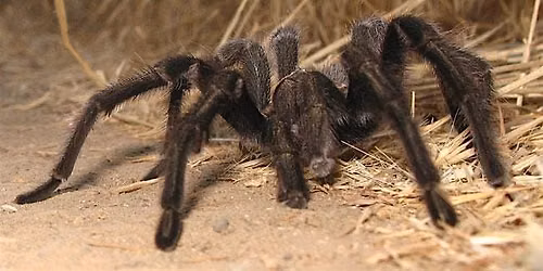 Tarantula Trek Hike at Rancho Ca\u00f1ada del Oro!