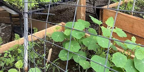 How to Pick Plants for Your Space