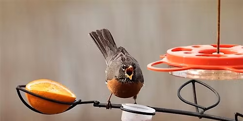 Jelly in July: A Sweet "Tweet" for Birds