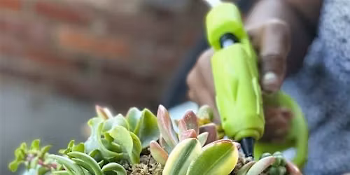 $30 Pumpkin Succulent Workshop - Cozy season in full swing!