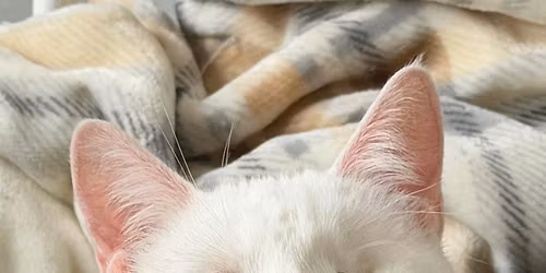 Purrfect Peaches Adoption Event