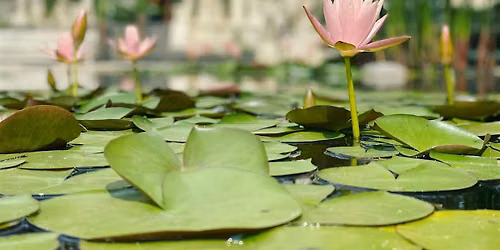 Twin Hearts Meditation & Pranic Healing Clinic @ McKinney Tx