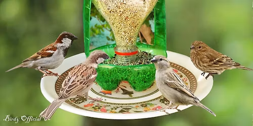 Home-made Bird Feeders