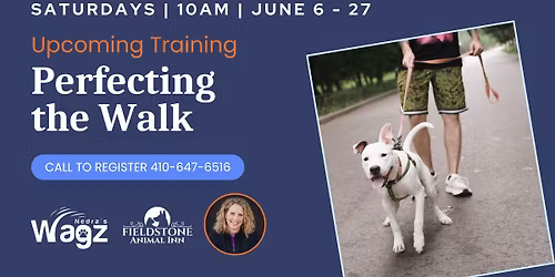 Dog Training Class: Perfecting the Walk
