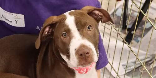 AFH DOG AND PUPPY ADOPTION EVENT - DULLES