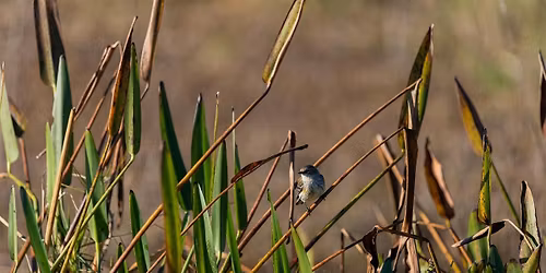 Guided Birding Walk: Fall Migration