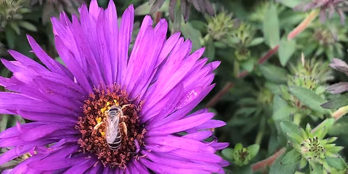 Photography Lesson In the Field w\/ Madi Hawn: Dragonflies, Flowers, and Hummingbirds