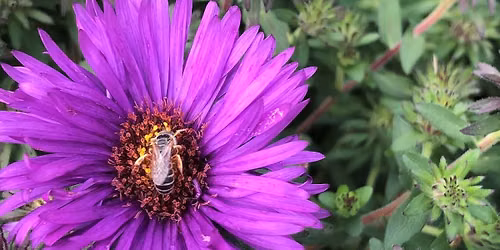 Photography Lesson In the Field w\/ Madi Hawn: Dragonflies, Flowers, and Hummingbirds