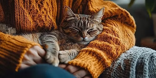 Nine Lives and Beyond : Thriving in the Senior Feline Years