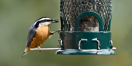 Young Birders - Backyard Birds Count 