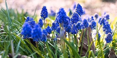 Jewellery Quarter Birmingham bluebells flowering photography walk