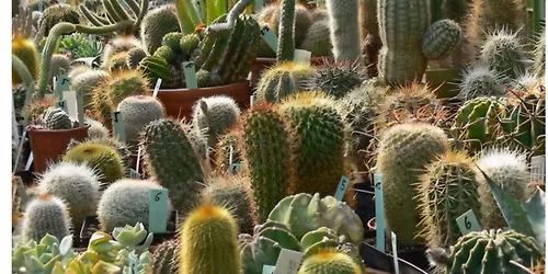 Sukkulentenmarkt
