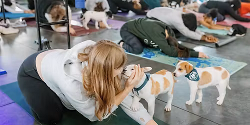 Puppies and Pilates with Halfway There Rescue