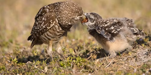 Special Presentation: Little Owls on the Prairie - Western Subspecies of burrowing owls
