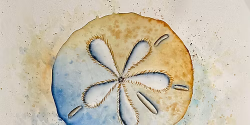 Sand Dollar Watercolor May 23rd 3-5pm