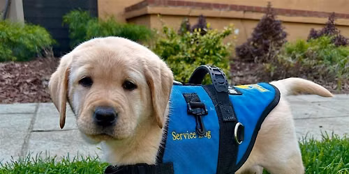 Paws and Pour: Supporting Therapy  Dogs in our community. Monkey Tail Ranch