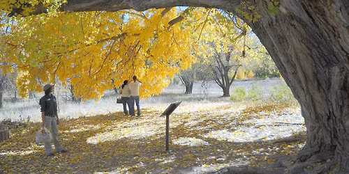 Grandfather Cottonwood's B-earth-day Celebration!