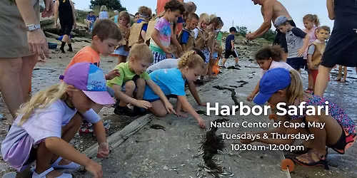 Harbor Safari