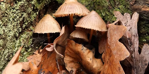 Woodland Fungi Walk
