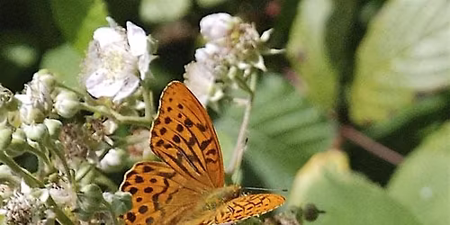 Guided walk at Bishops Wood, nr Harefield to look for summer butterflies