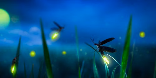 Fireflies: Nature\u2019s Light Show