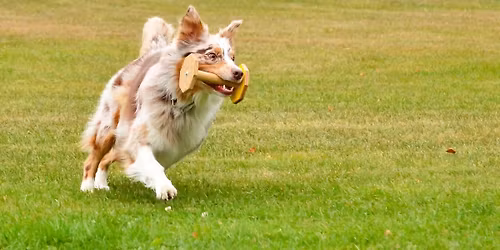 Dobbelt LP stevne Gudbrandsdal hundeklubb