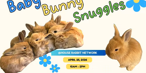 Baby Bunny Snuggles in Westford