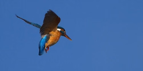 Balade naturaliste : Peinture dans les airs