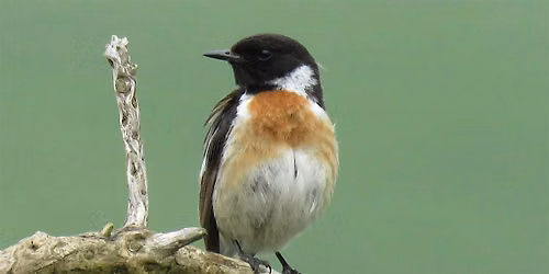 The Birds & Wildlife of Cleeve Common Talk