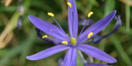 Pollinators in the Garden (2nd opportunity)