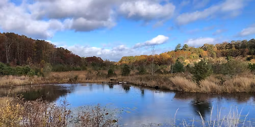 Tidmarsh Revealed: Tidmarsh Tour